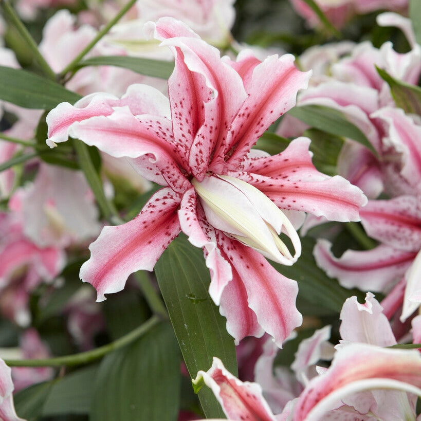 Lilja-Lilium Magic Star 1-pack